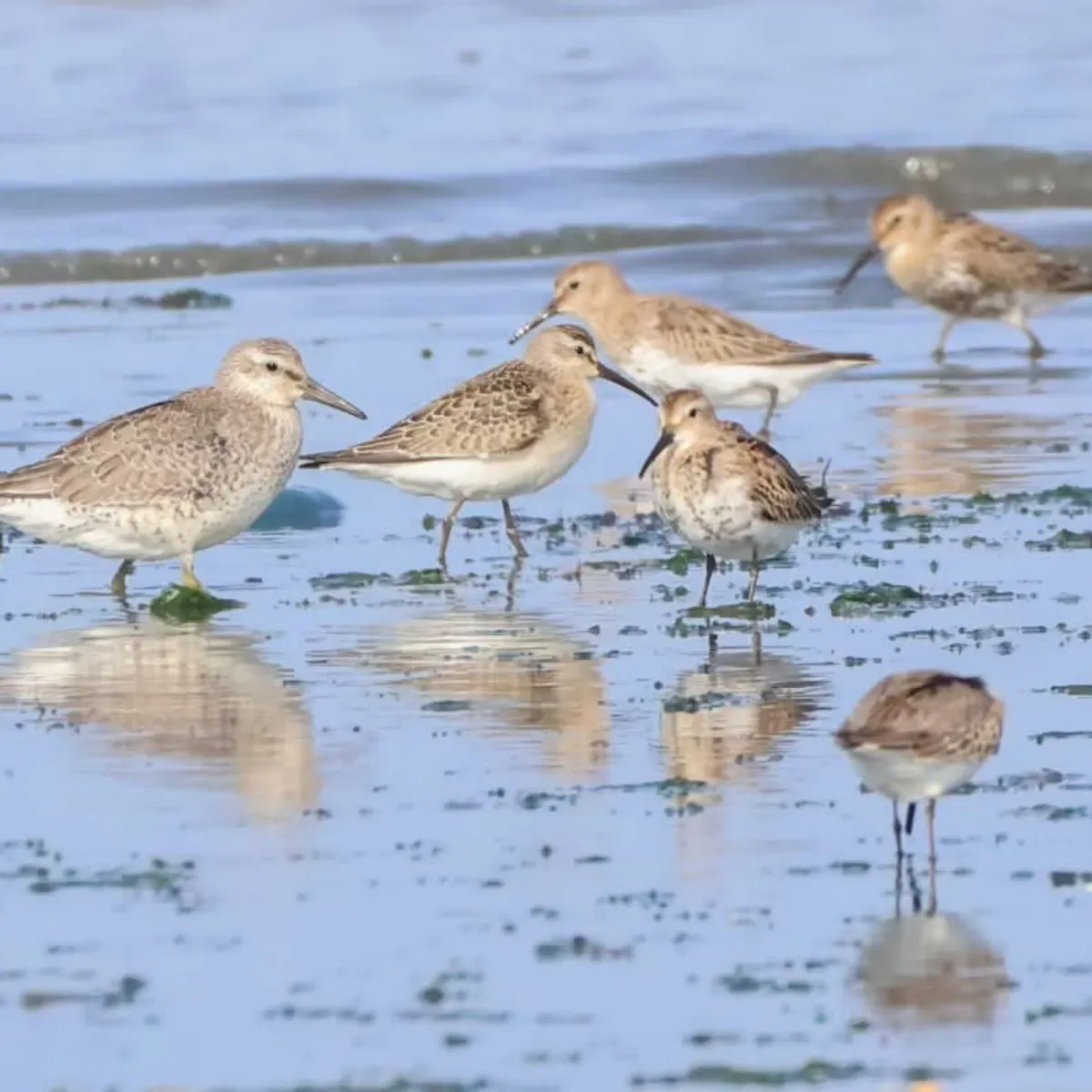 Spotted Red Knot