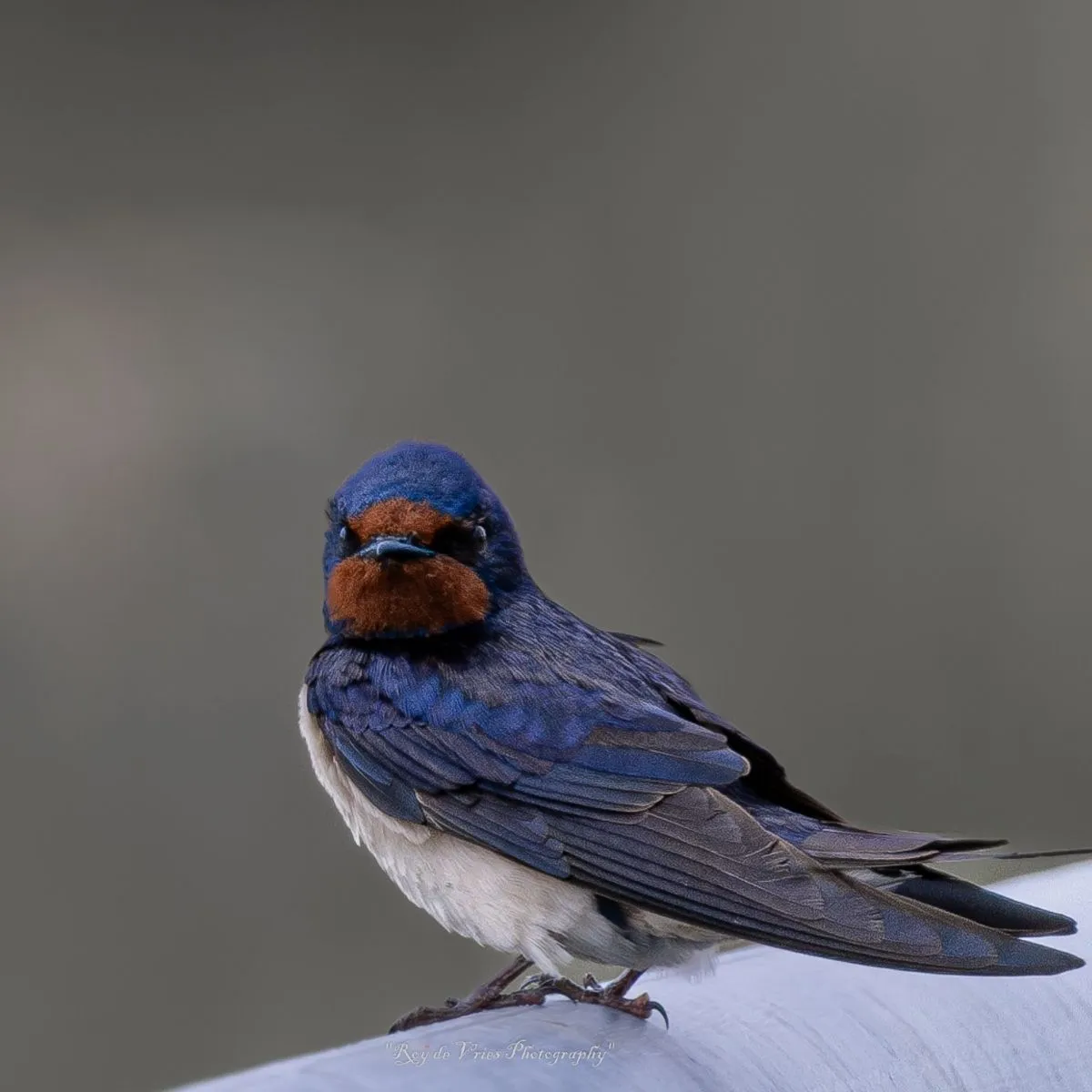 Gespotte Boerenzwaluw