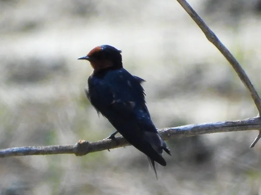 Spotted Pacific Swallow