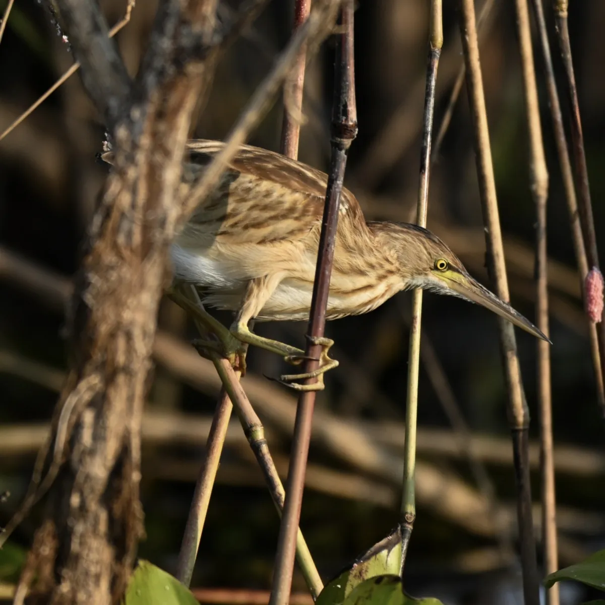 Gespotte Chinese woudaap