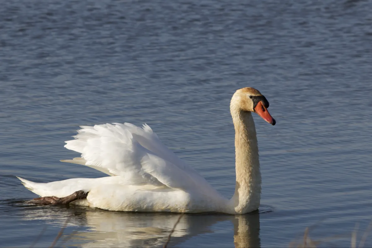 Gespotte Knobbelzwaan