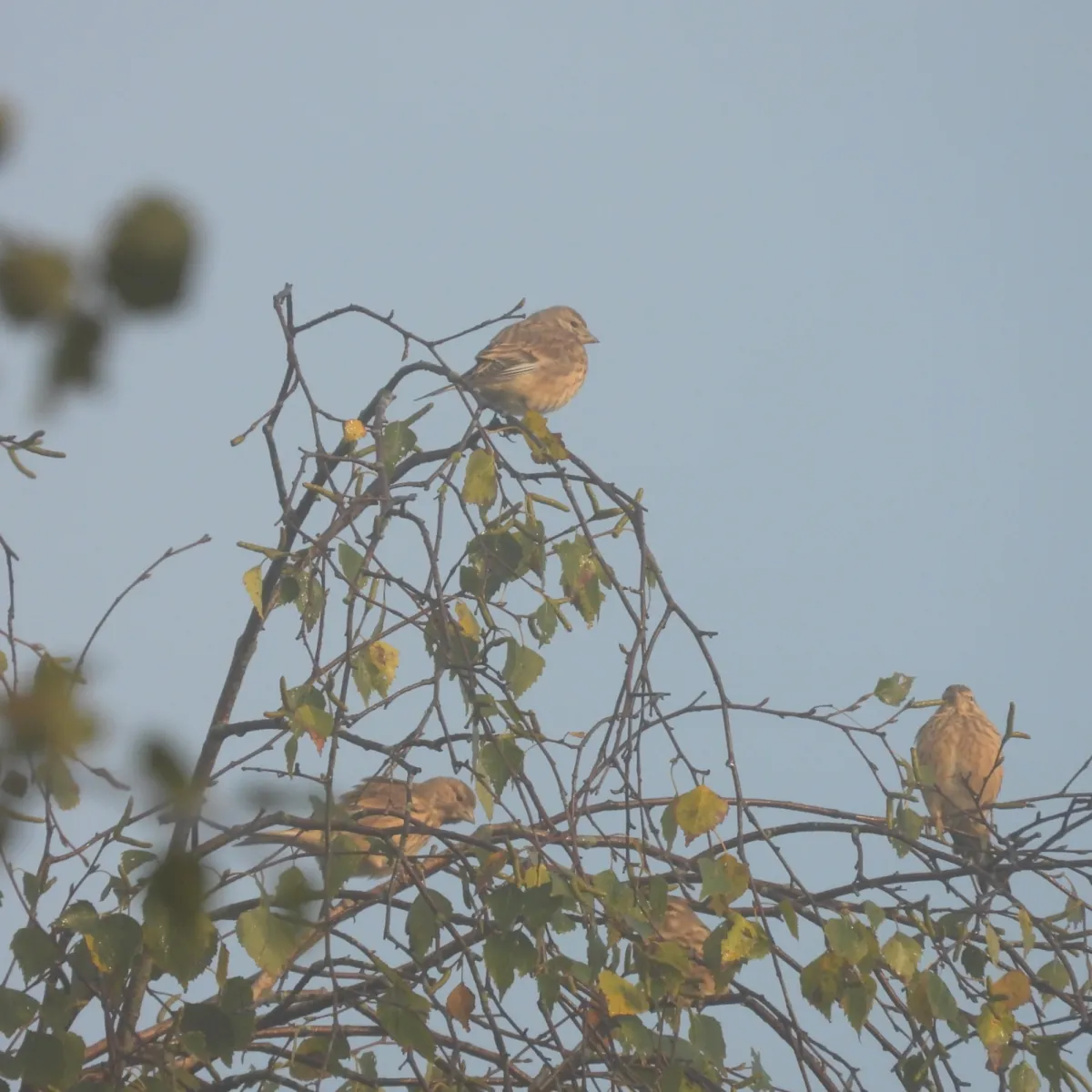 Spotted Eurasian Linnet