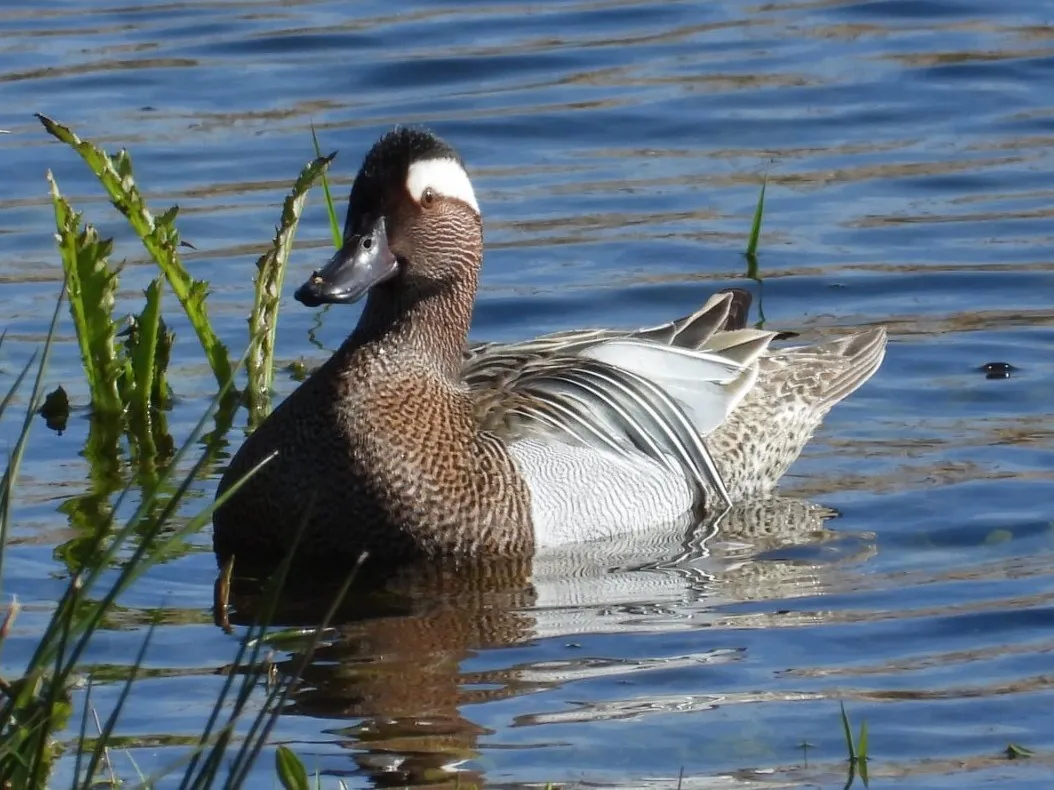 Gespotte Zomertaling