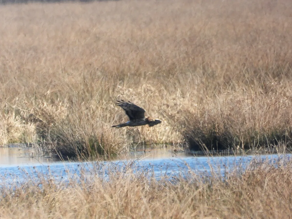 Gespotte Blauwe kiekendief