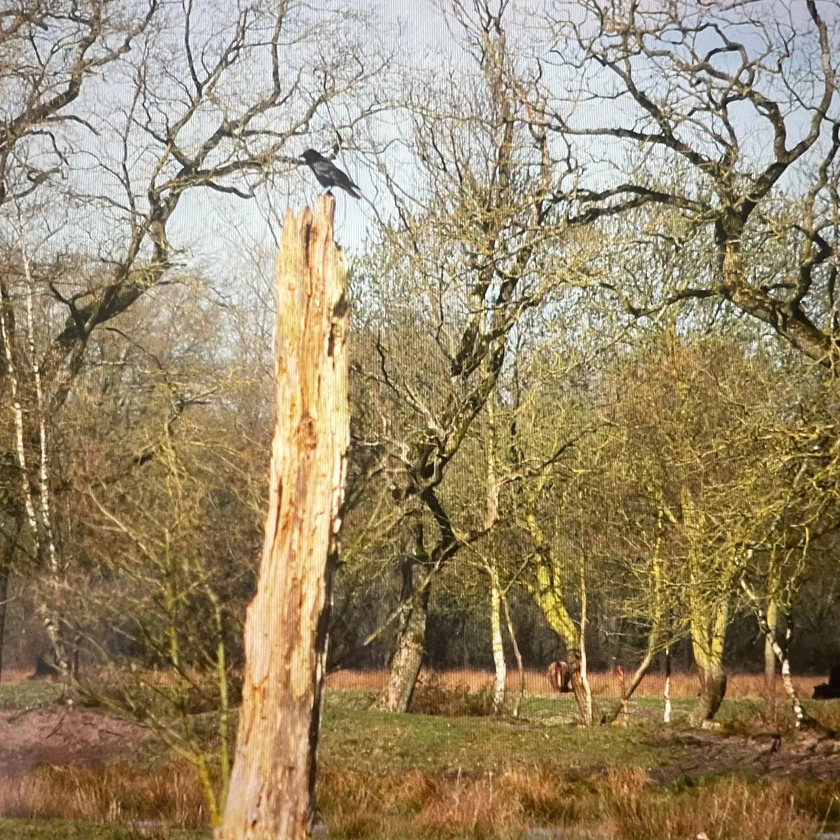 Gespotte Zwarte kraai