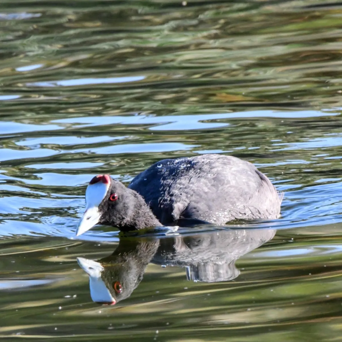 Spotted Red-knobbed Coot