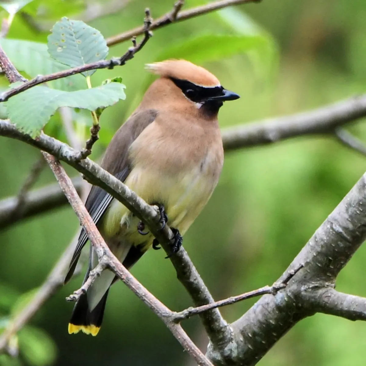 Spotted Cedar Waxwing