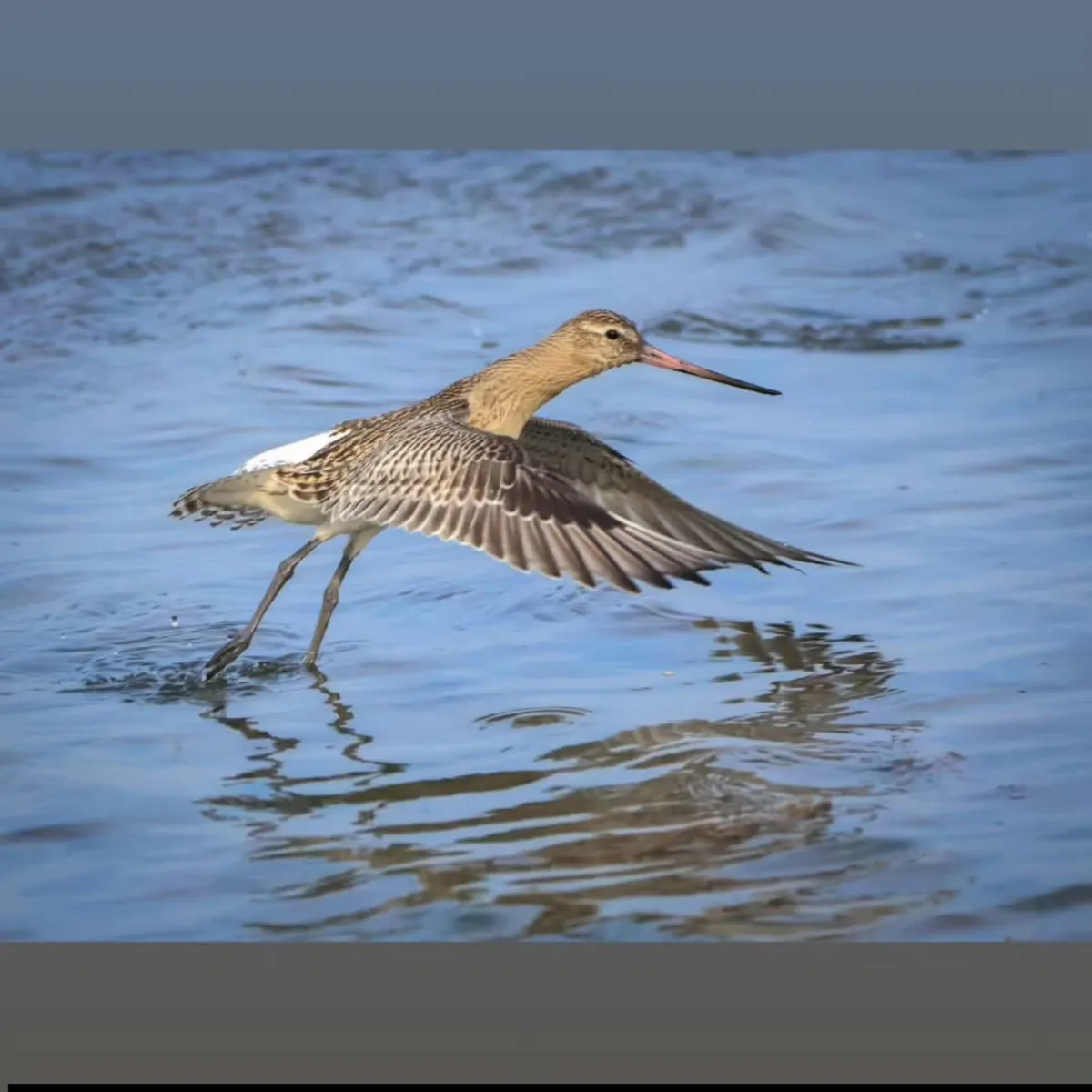 Spotted Bar-tailed Godwit