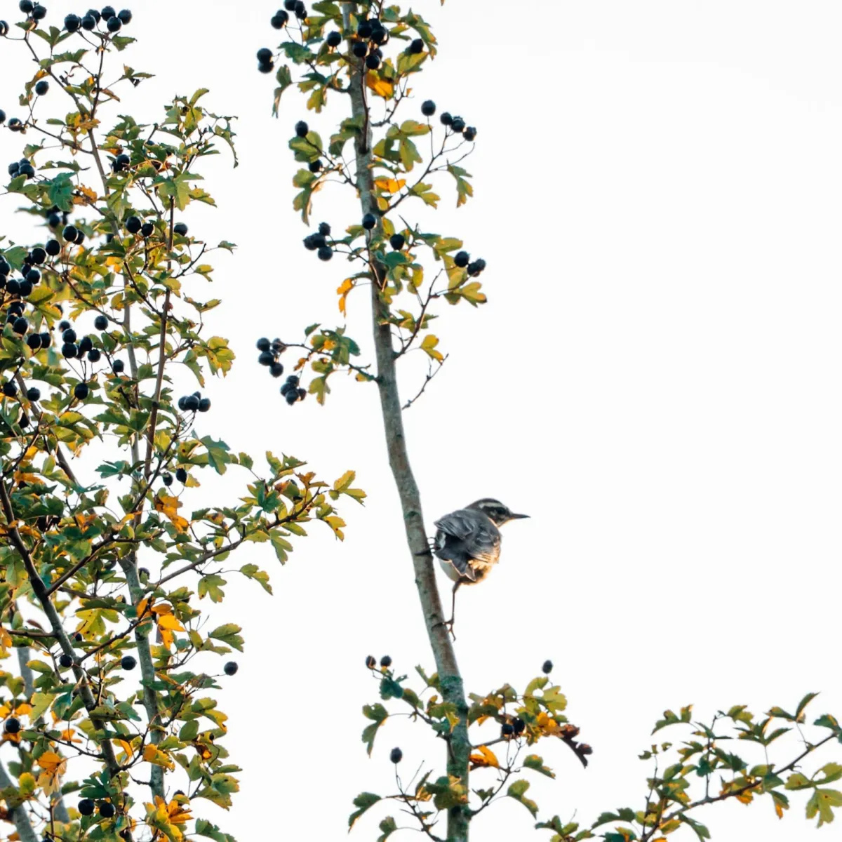Spotted Redwing