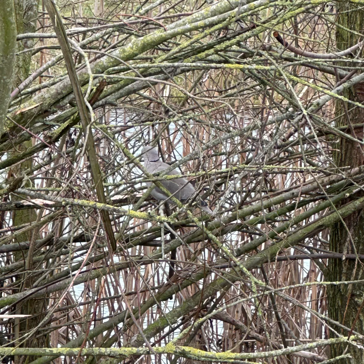 Gespotte Turkse tortel