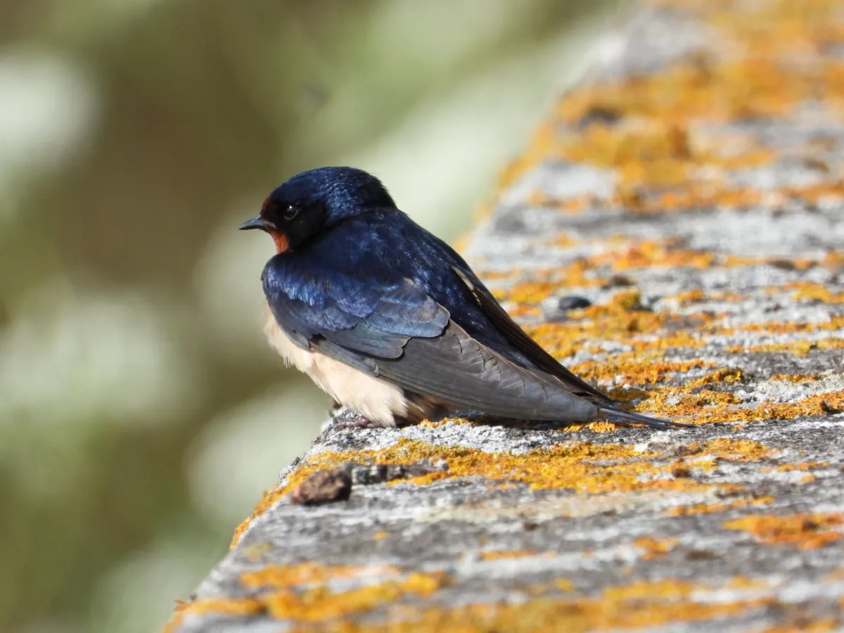 Spotted Barn Swallow