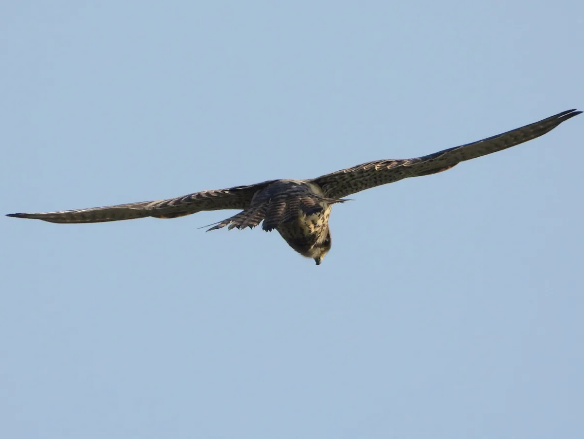 Spotted Eurasian Kestrel