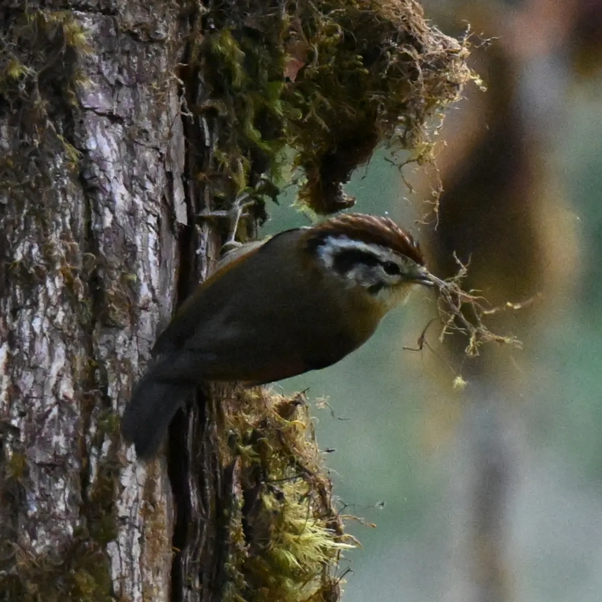Spotted Rufous-winged Fulvetta