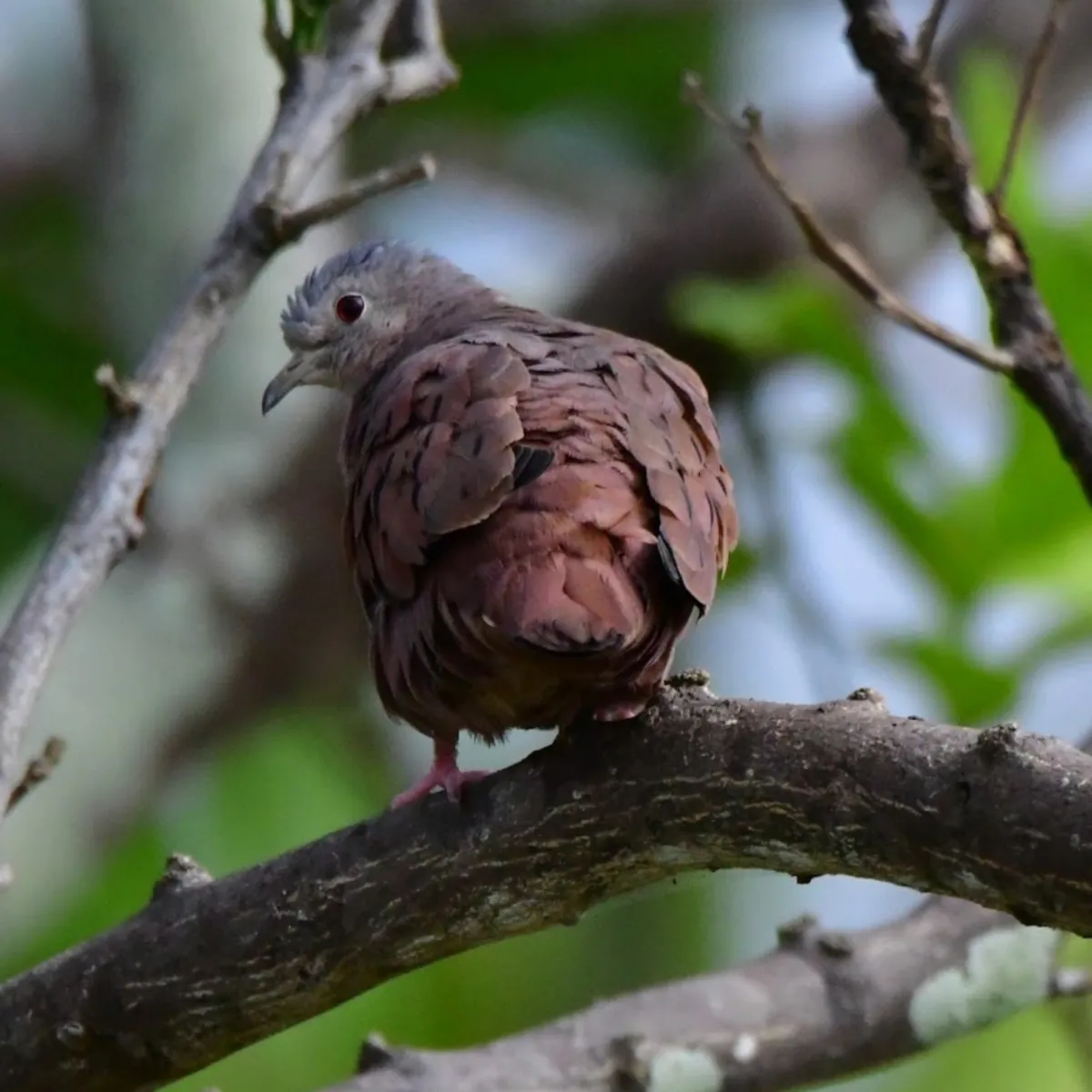 Spotted Ruddy Ground Dove