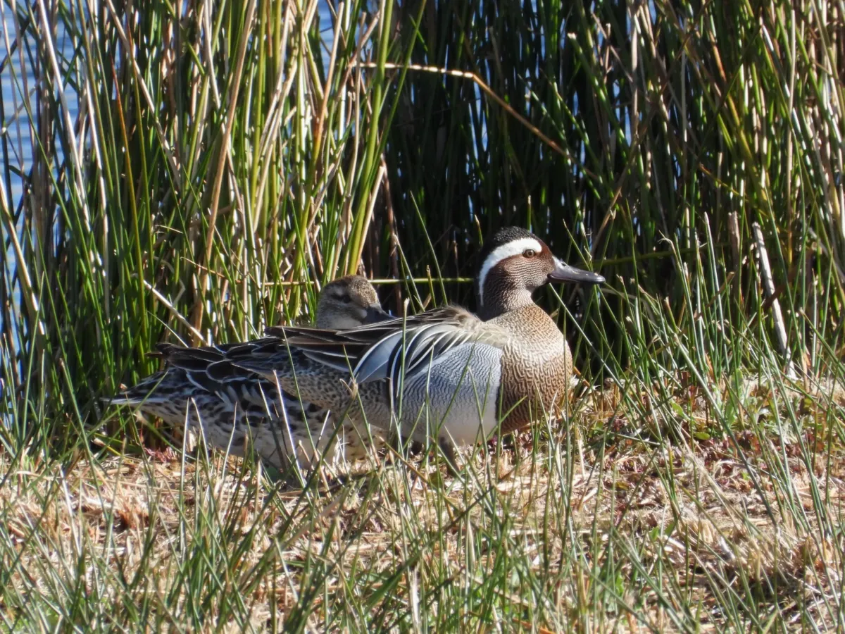 Gespotte Zomertaling