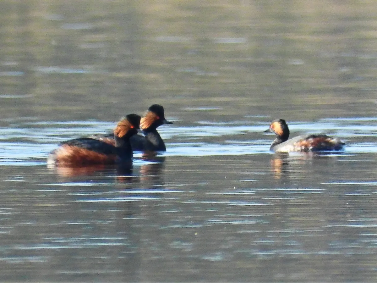 Gespotte Geoorde fuut