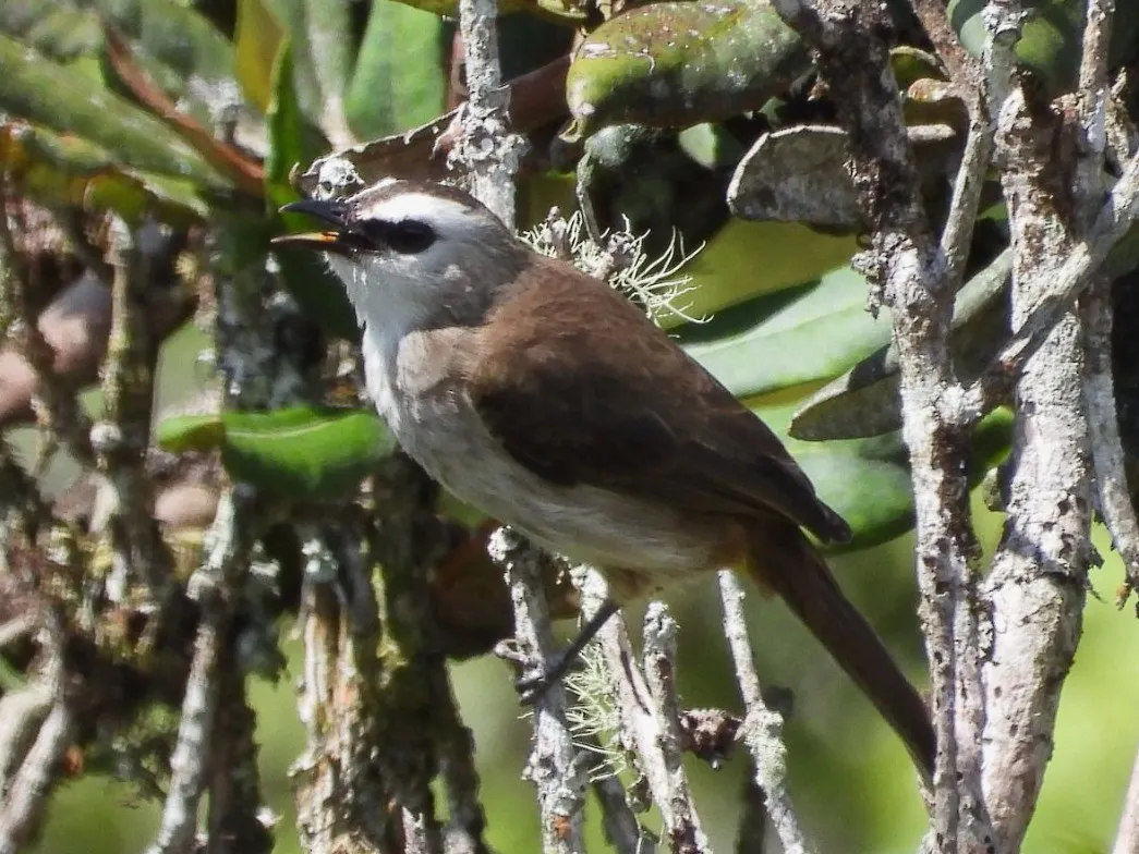 Gespotte Wenkbrauwbuulbuul