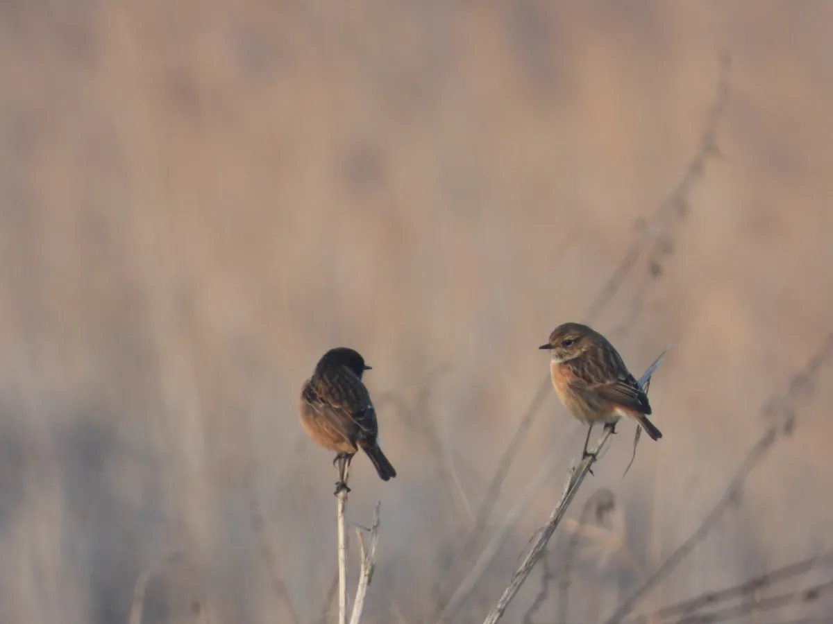 Gespotte Roodborsttapuit