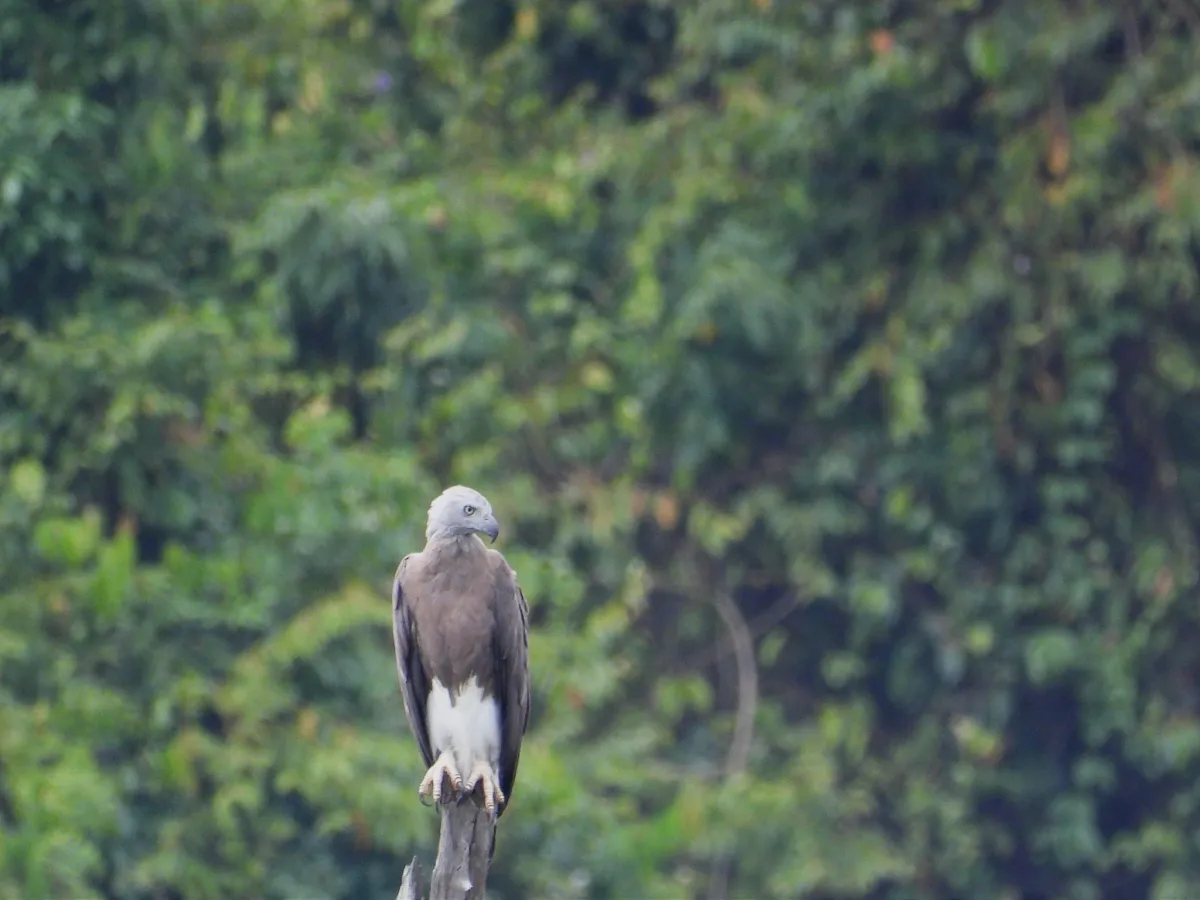 Gespotte Grote rivierarend