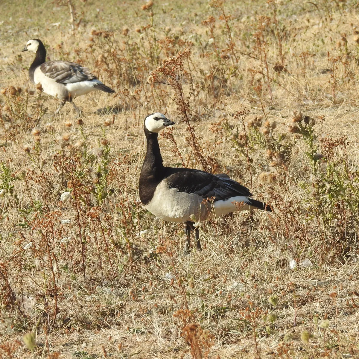 Spotted Barnacle Goose