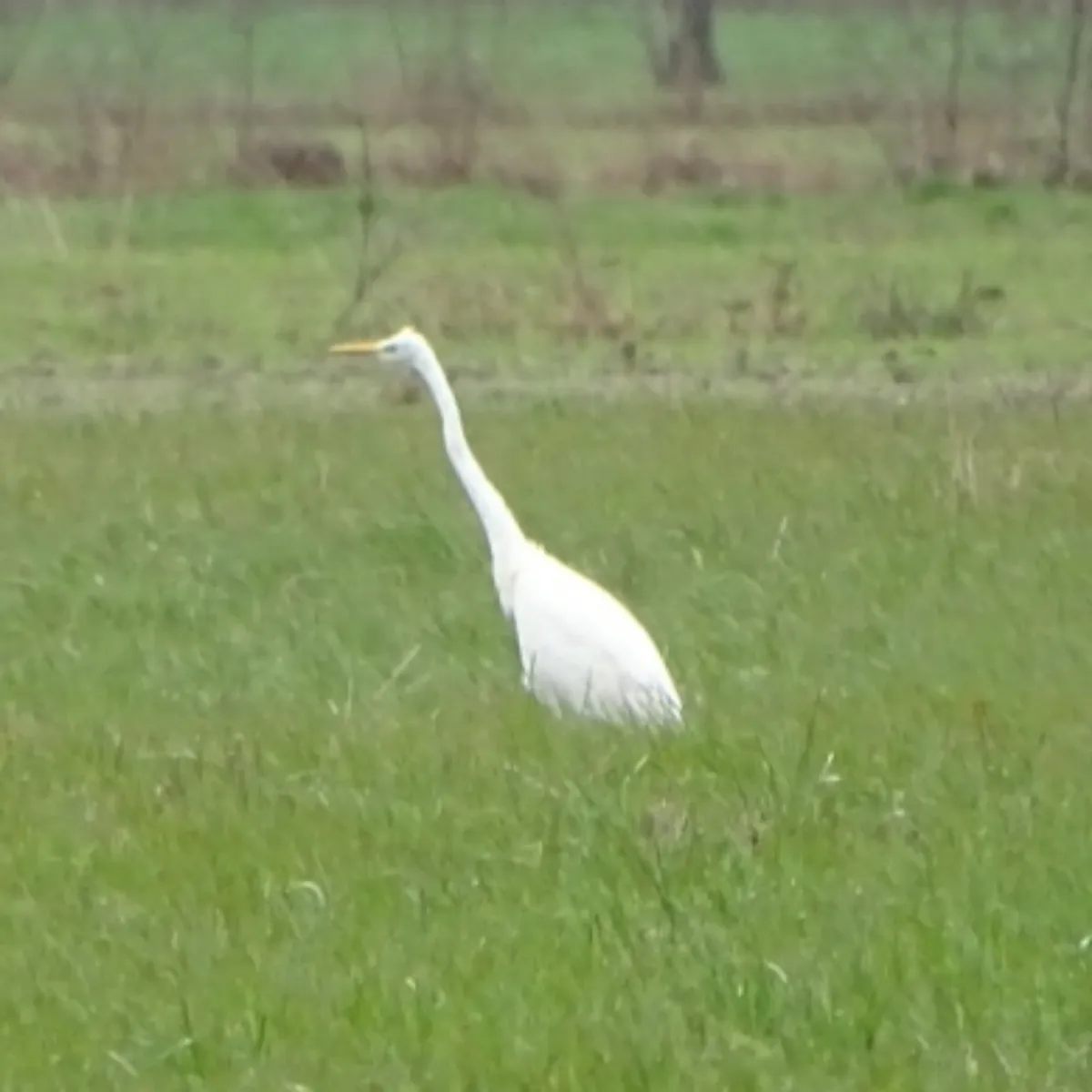 Gespotte Grote zilverreiger