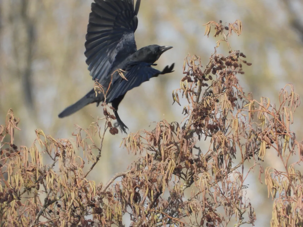 Gespotte Zwarte kraai