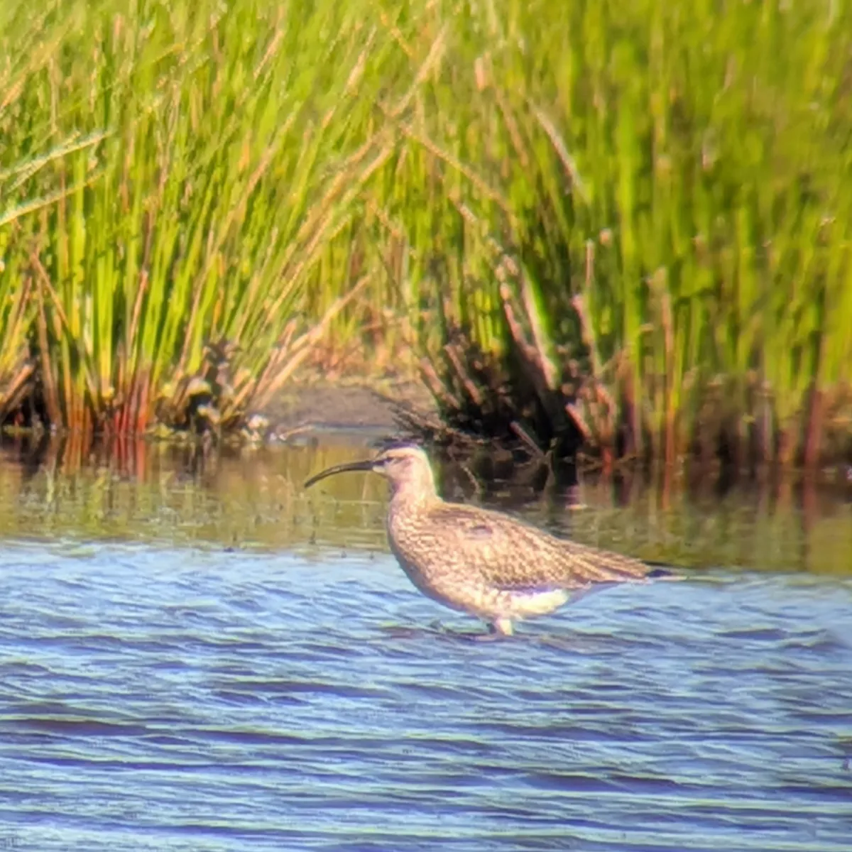 Spotted Whimbrel