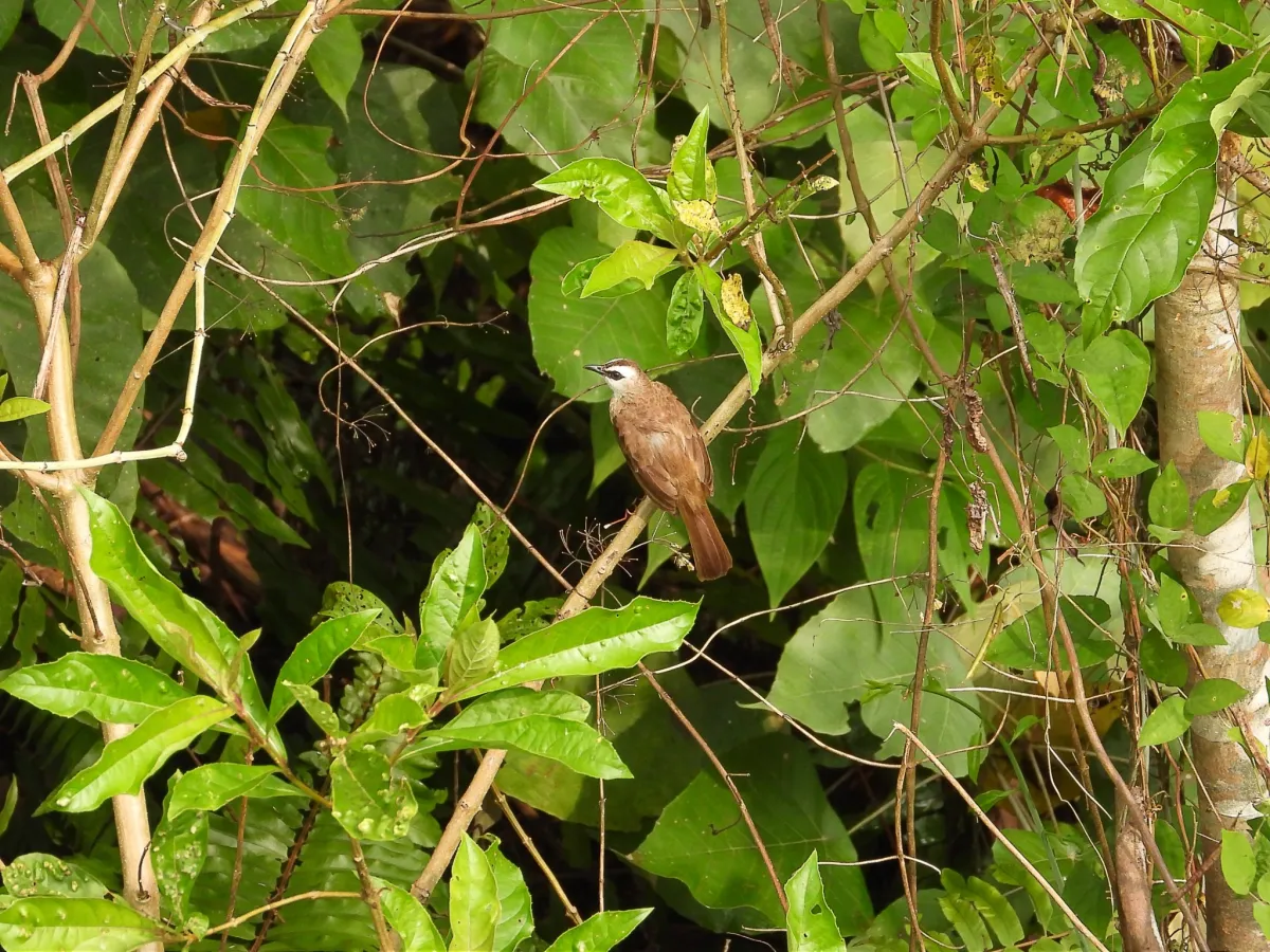 Gespotte Wenkbrauwbuulbuul