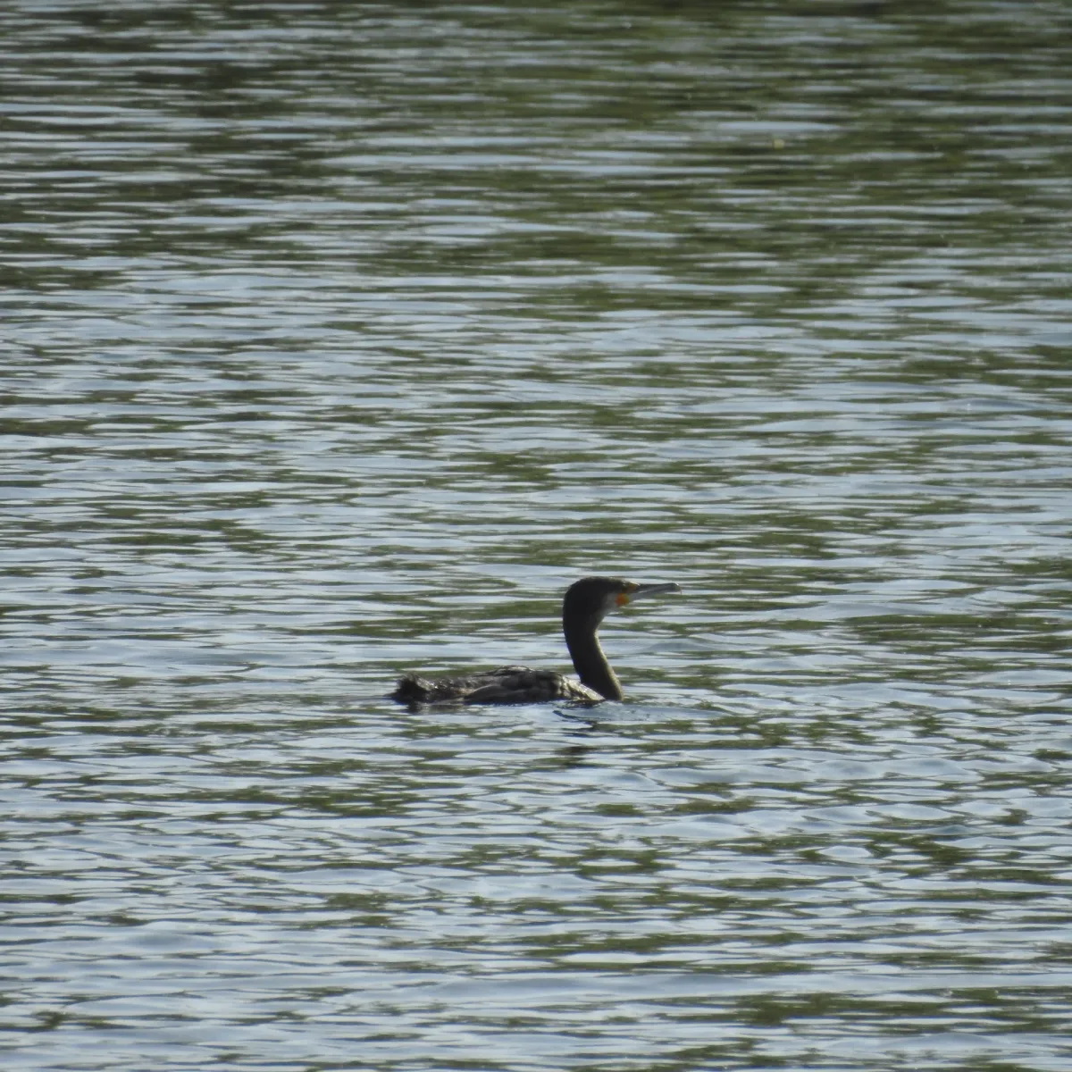 Gespotte Aalscholver