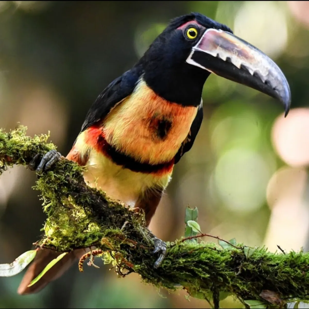 Gespotte Halsbandarassari