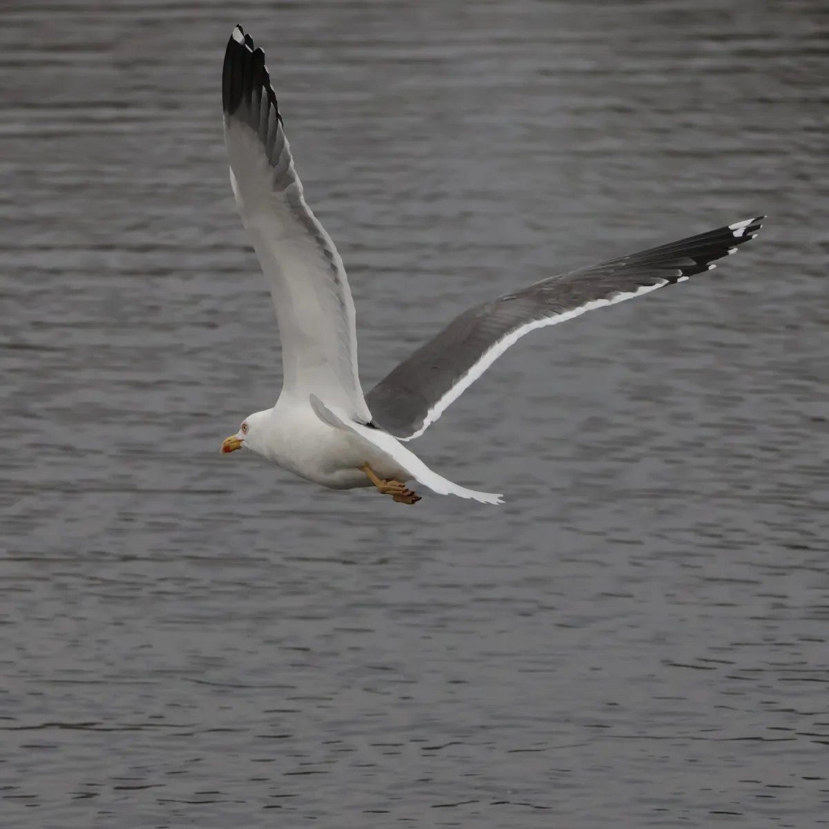 Gespotte Kleine mantelmeeuw
