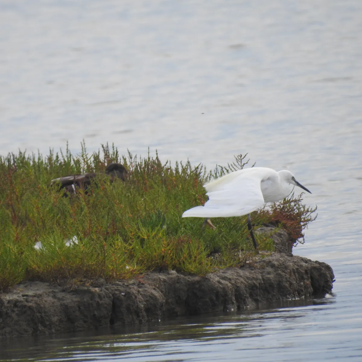 Spotted Little Egret