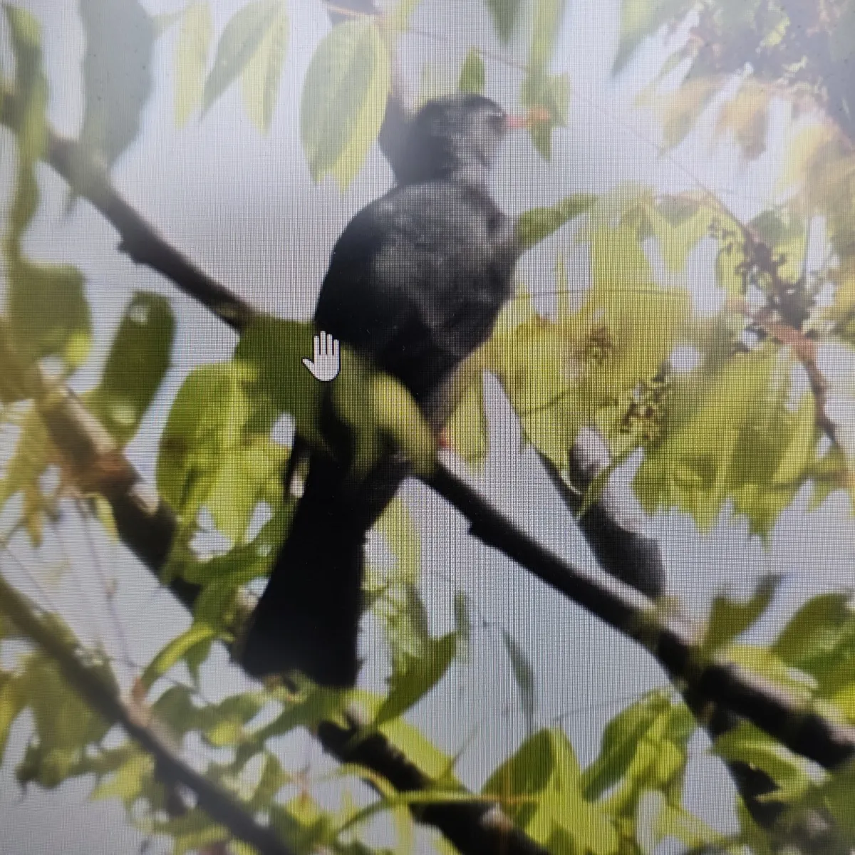 Gespotte Aziatische zwarte buulbuul