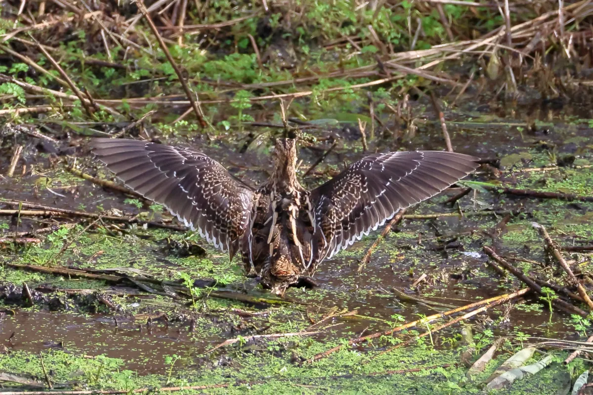 Waargenomen Watersnip