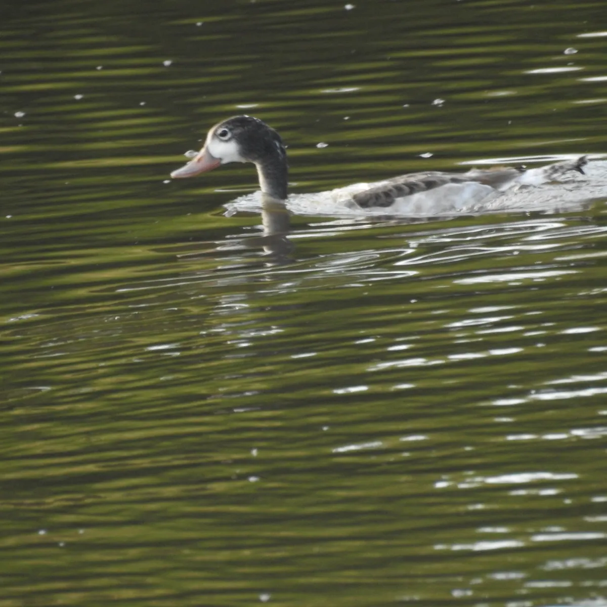 Spotted Common Shelduck