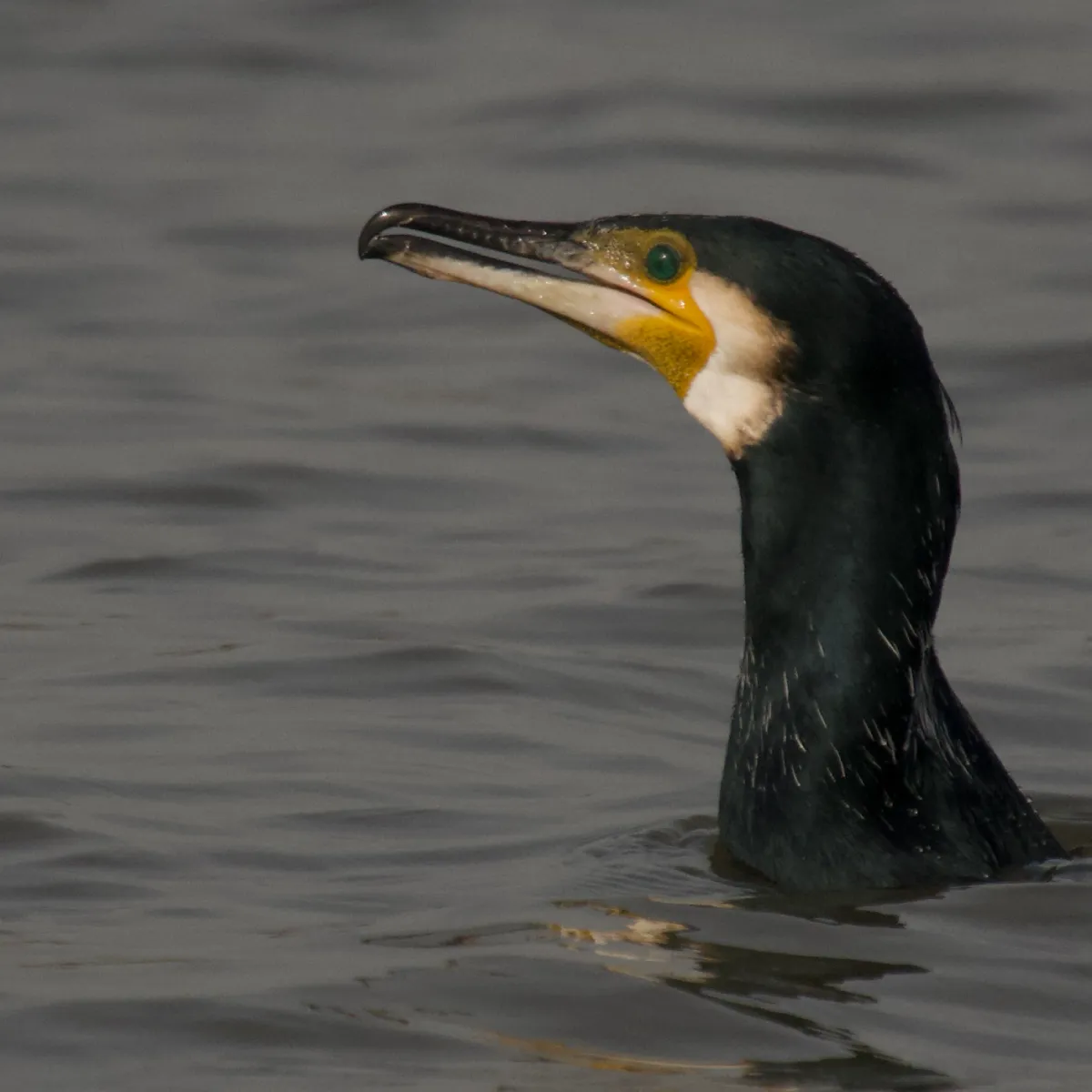 Spotted Great Cormorant