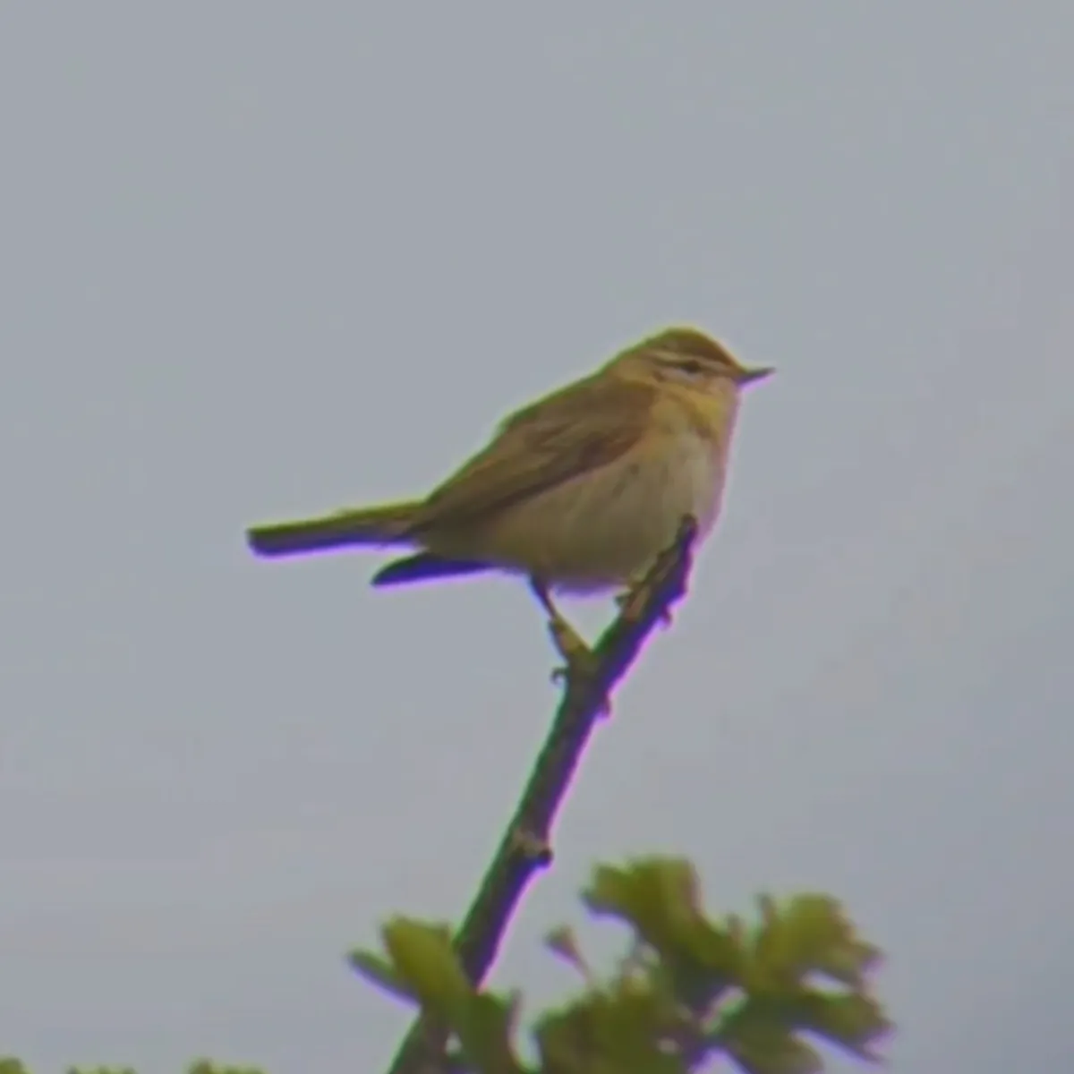 Spotted Willow Warbler