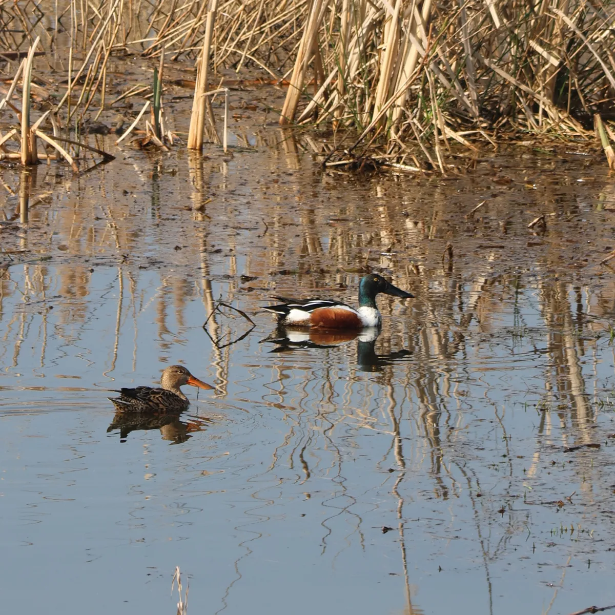 Spotted Northern Shoveler