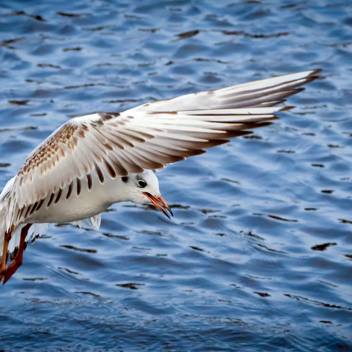 Spotted Black-headed Gull