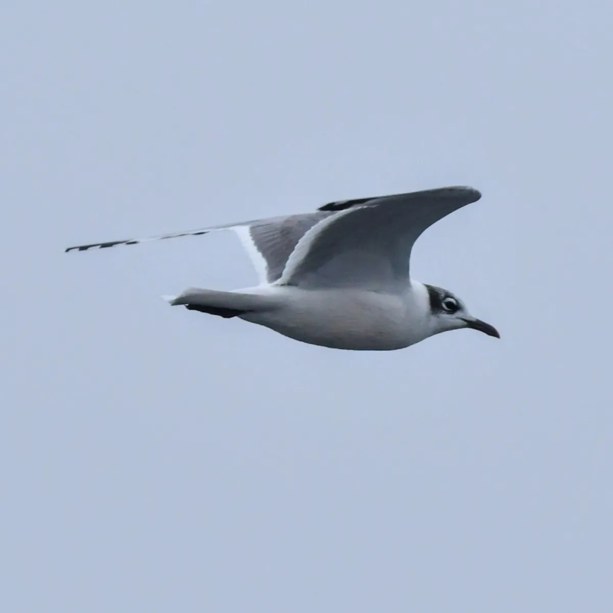 Spotted Franklin's Gull