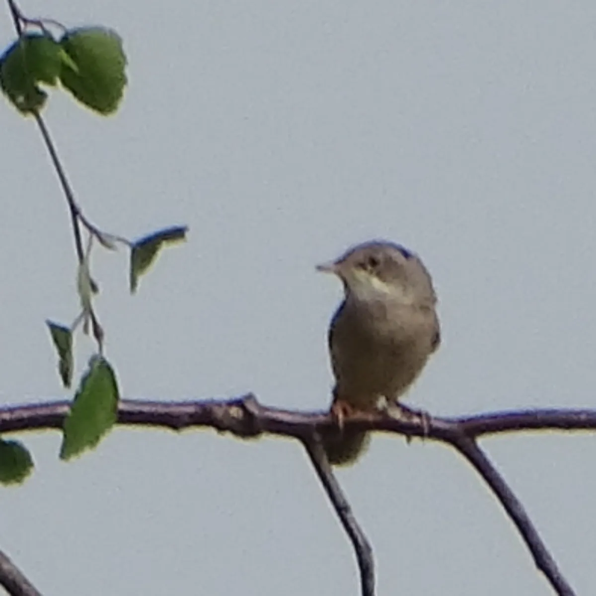 Spotted Greater Whitethroat