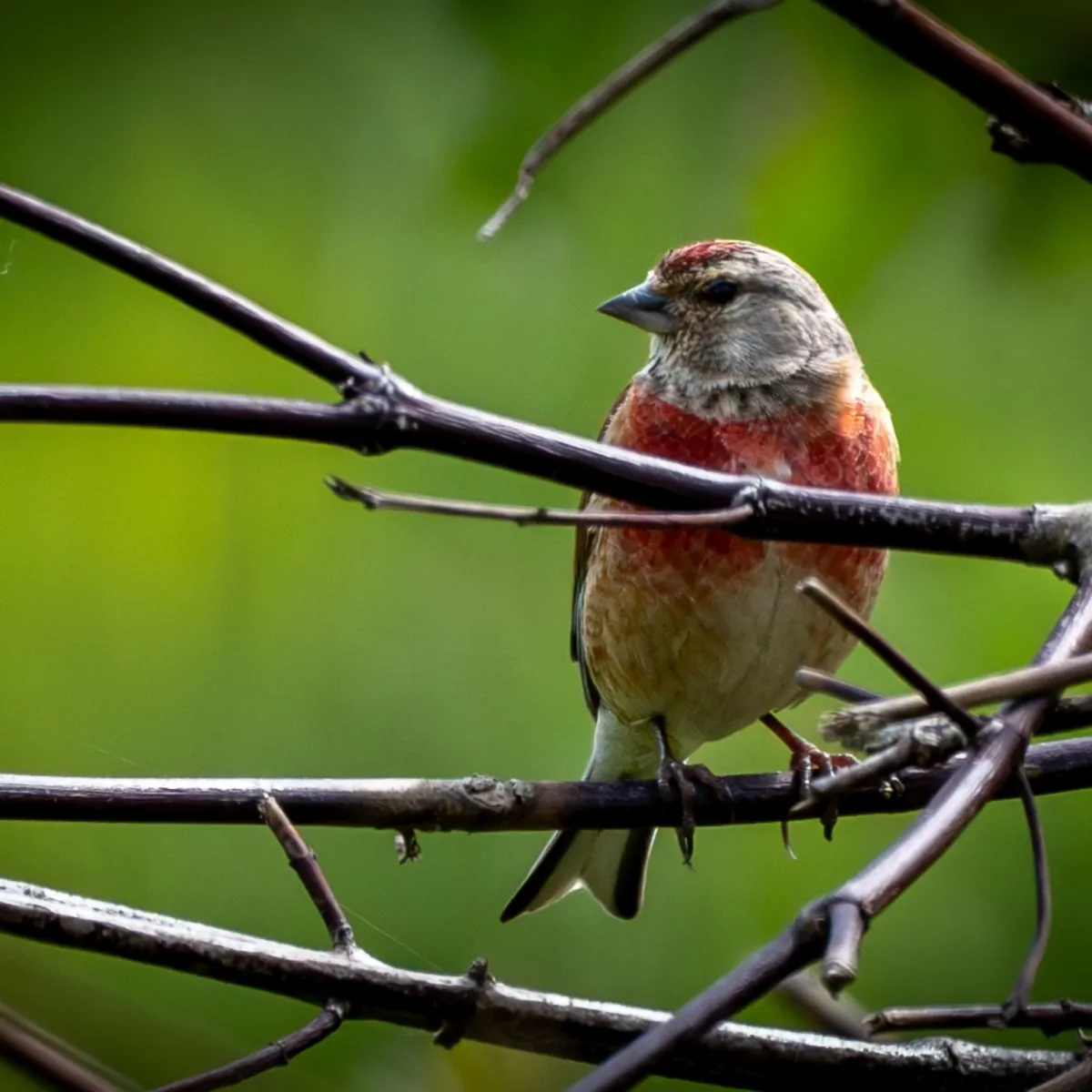 Spotted Eurasian Linnet