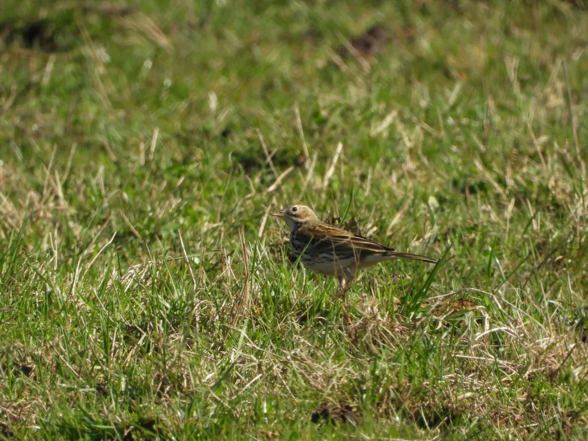 Gespotte Veldleeuwerik