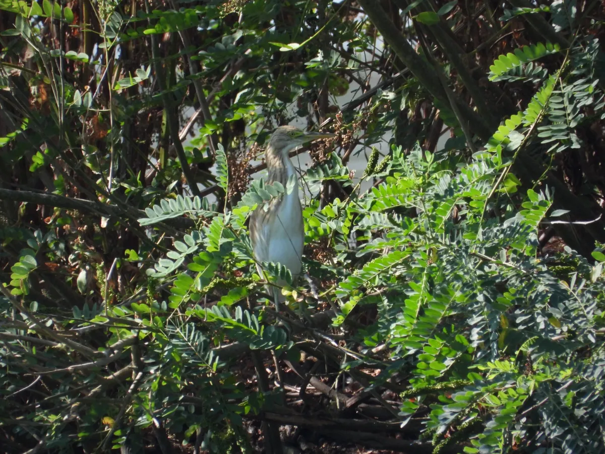Spotted Squacco Heron