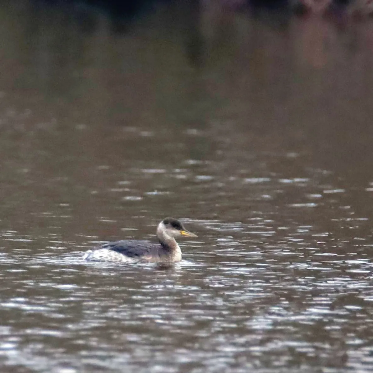 Spotted Red-necked Grebe