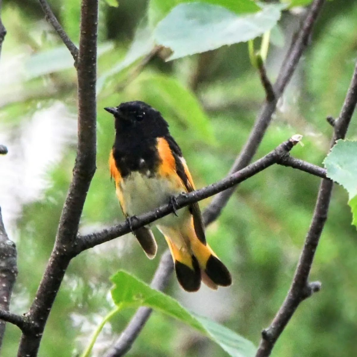 Spotted American Redstart