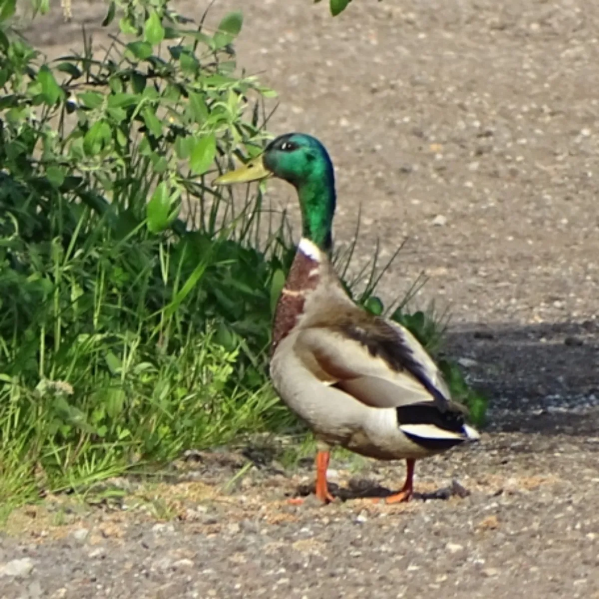 Waargenomen Wilde eend