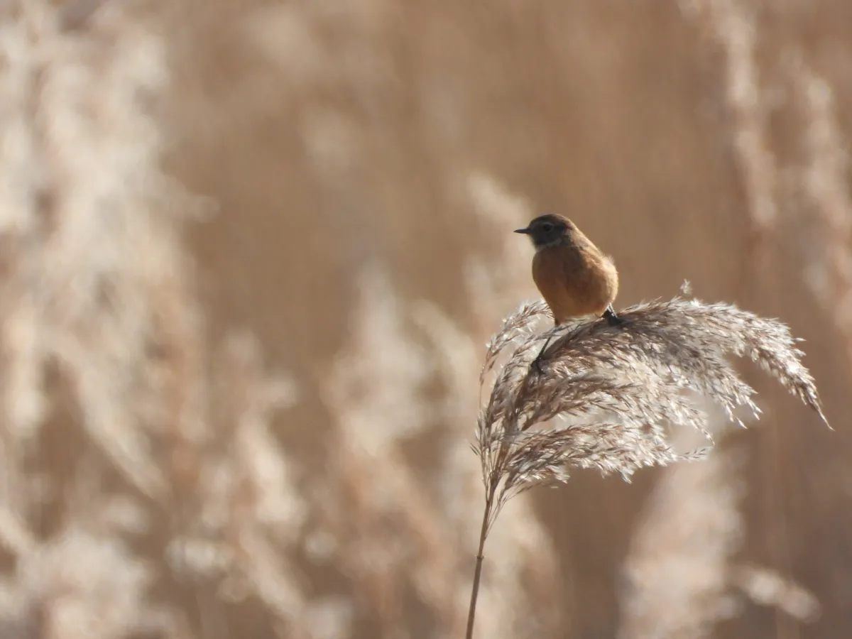 Spotted European Stonechat