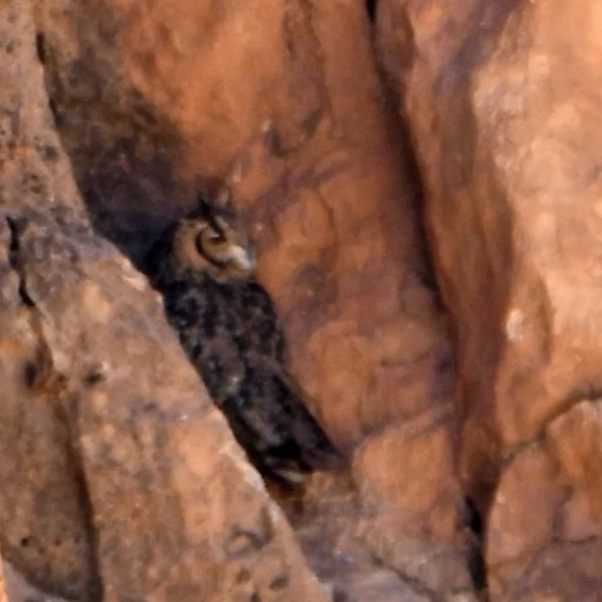 Gespotte Woestijnoehoe