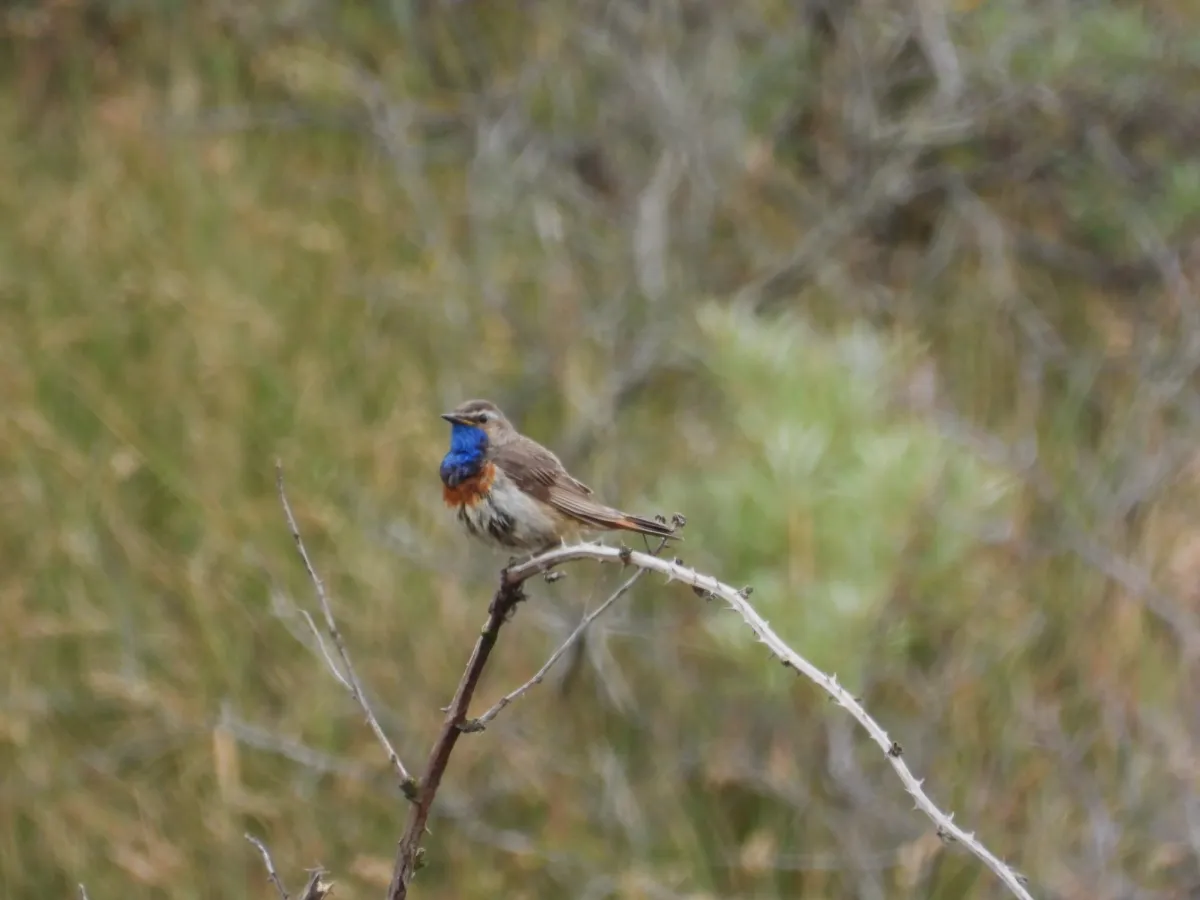 Waargenomen Blauwborst